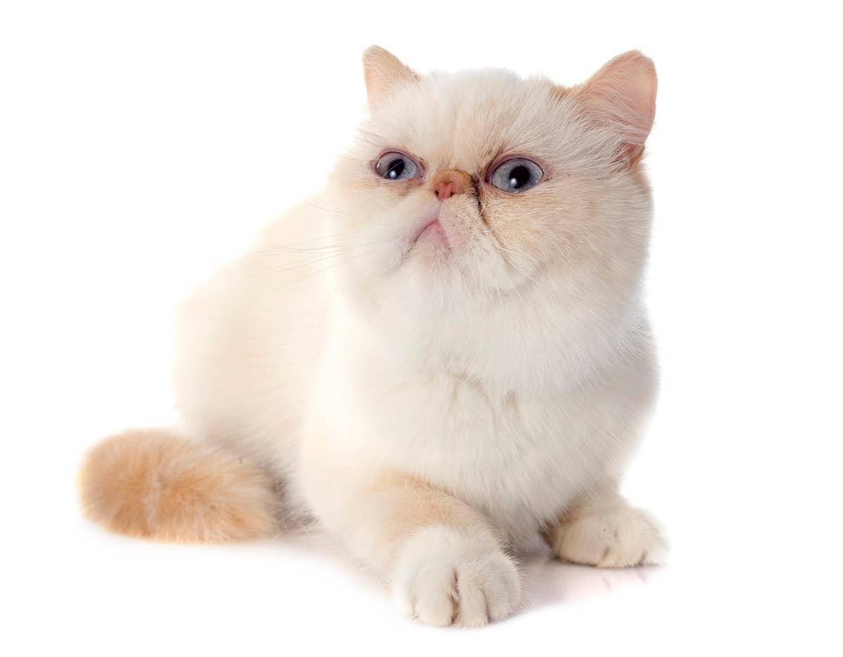  An Exotic Shorthair with a light-colored coat and blue eyes.