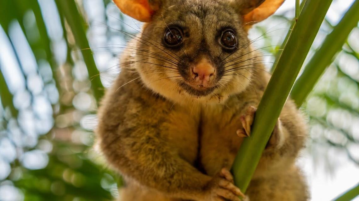 Wild Possum Sets Up Shop Alongside Stuffed Animals at Airport Gift Store 