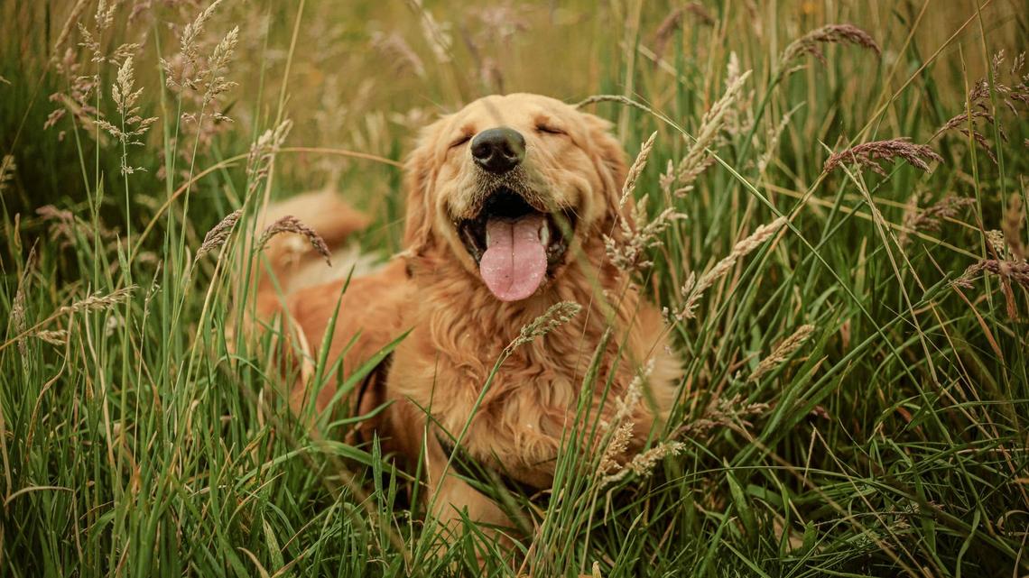 The 'Golden' Lie: 5 Things Nobody Tells You About Owning a Retriever, According to an Expert 