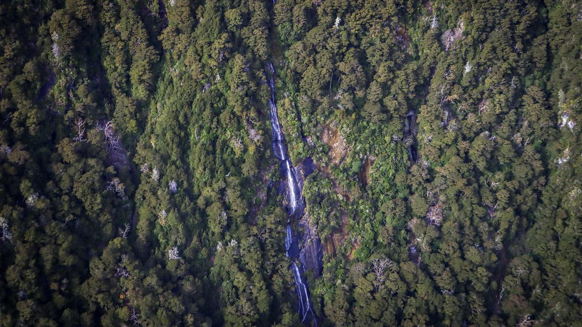 Lost Dog Molly Found Alive Under a New Zealand Waterfall a Week After Owner’s Accident