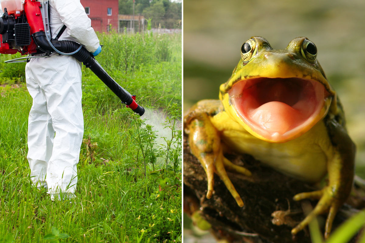  A stock image of someone in full protective gear spraying an herbicide on tall weeds and a stock image of a frog with its mouth open. 