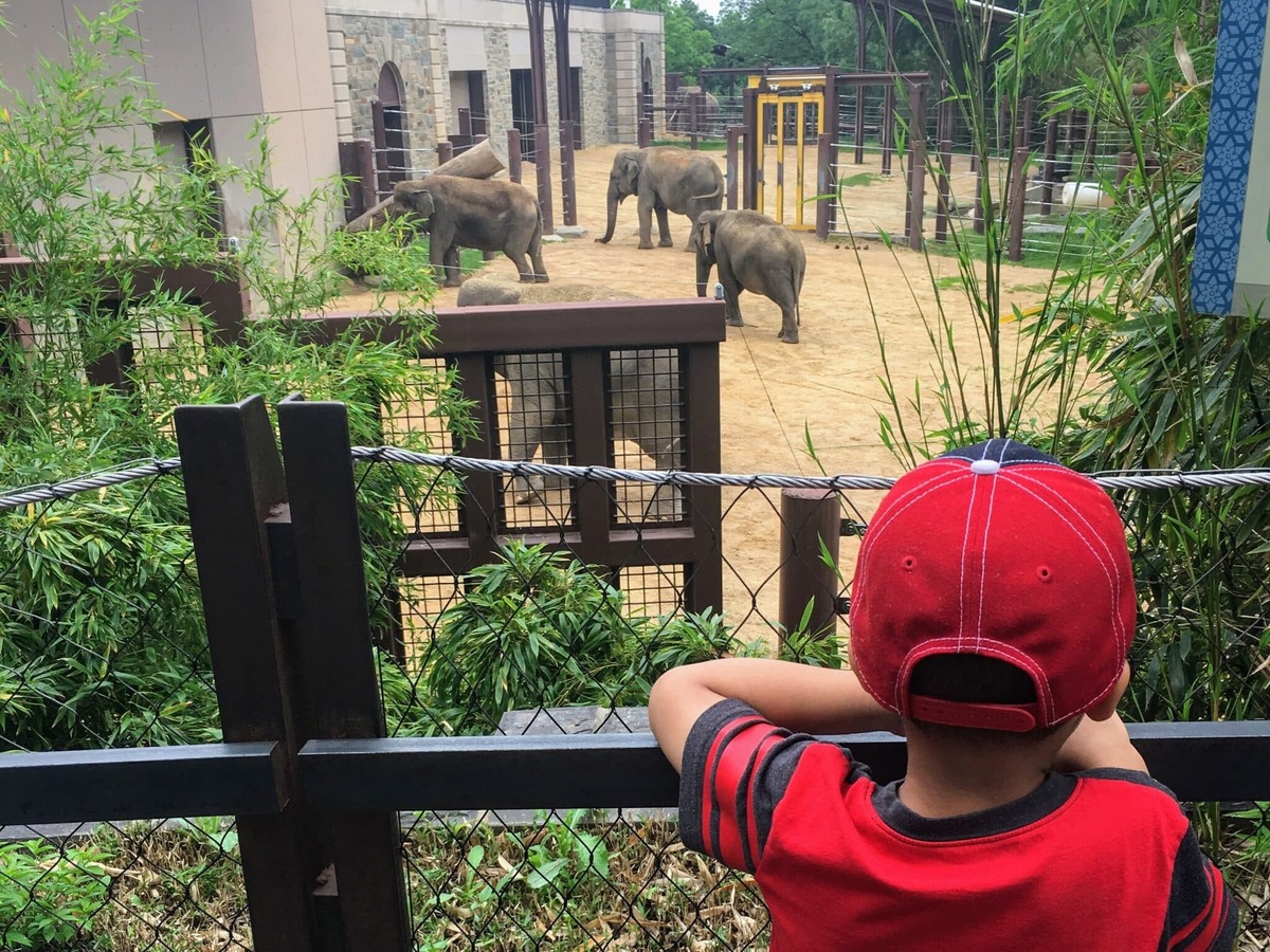  The National Zoo is a must visit when visiting the nation’s capital with kids under 10. Photo credit: Kimberly Miles 