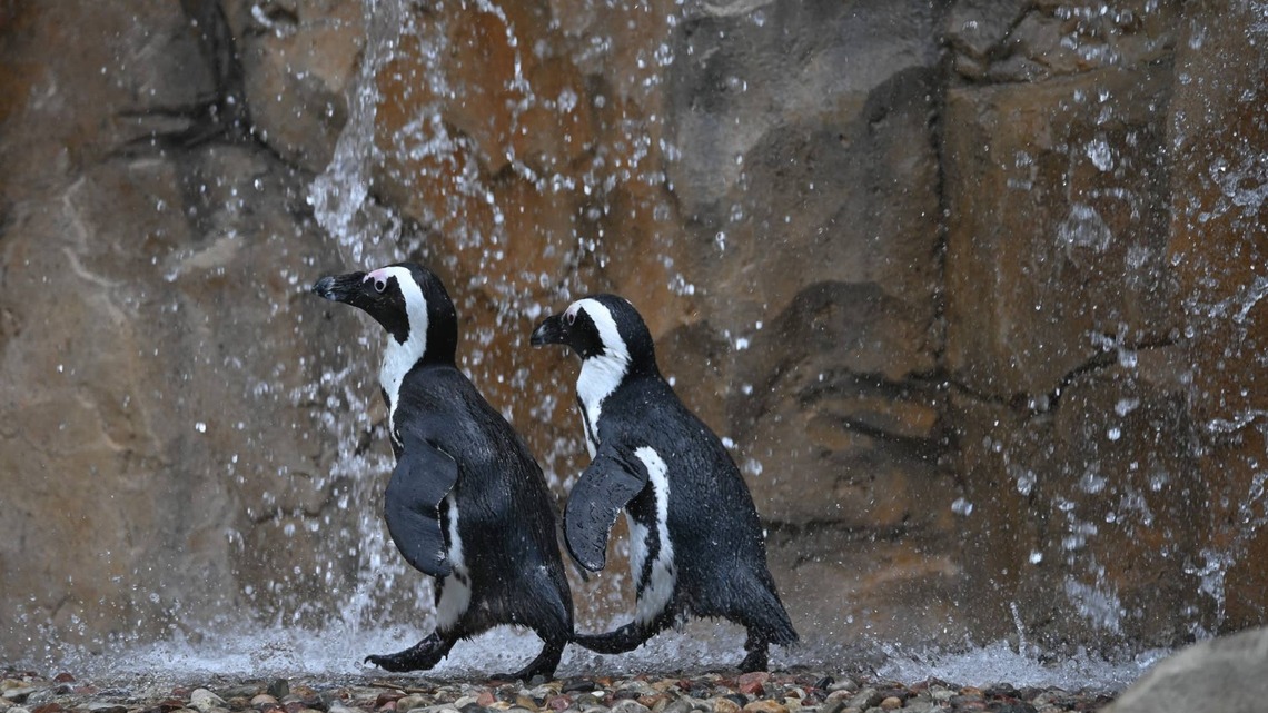 Maintenance Worker 'Did Not Account for Penguins' When Planning a Repair