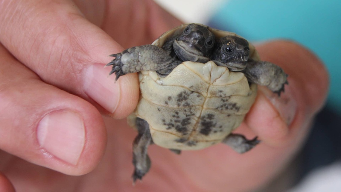 Rare Two-Headed Baby Turtle Found on Cape Cod Has Everyone Seeing Double 