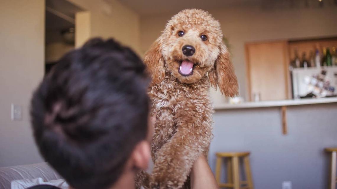 Goldendoodle's Birthday Surprise Ends With the Sweetest 'Thank You' 