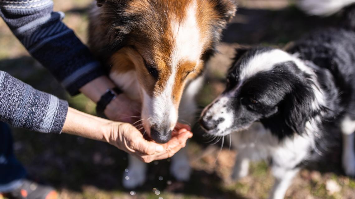 My Mom's Dog Is Allergic to Almost Everything, But These Single-Ingredient Treats Are Her Fave 