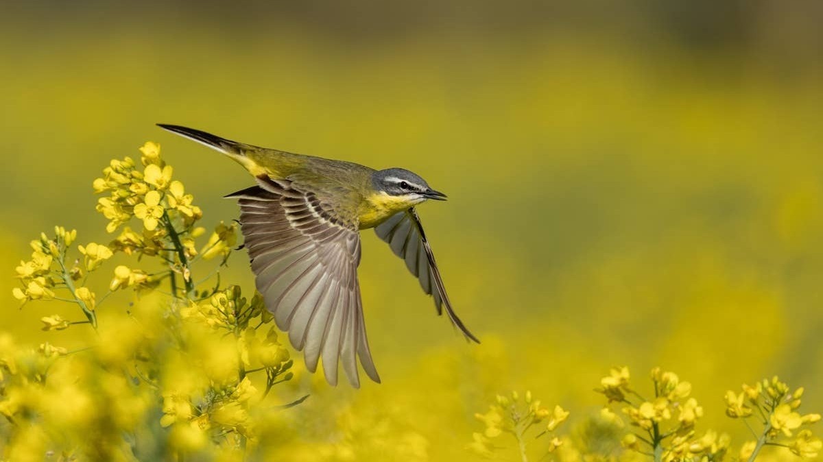 Birds sensing a change in the weather and flying to avoid it. 