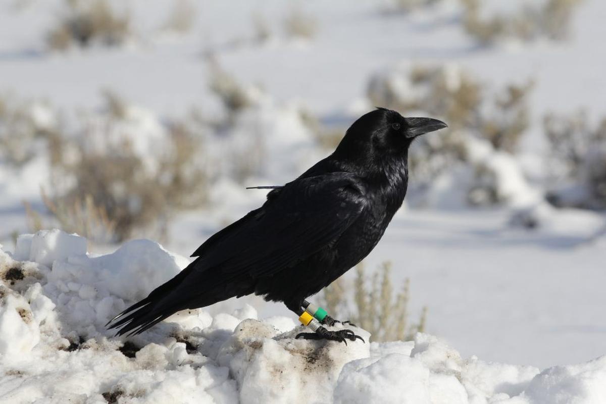  A Common Raven outfitted with leg bands and a GPS transmitter in Yellowstone National Park in Wyoming. (Matthias Loretto via SWNS) 