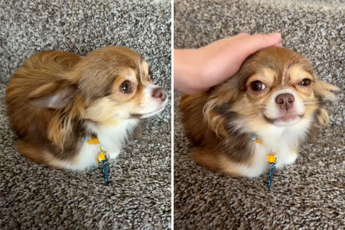  Screenshots from a June 1 TikTok video of an owner’s adopted Chihuahua sitting in a “loaf” position, like cats often do. 