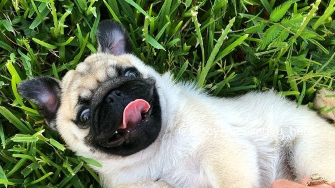 After European crackdowns, N.H. lawmaker proposes flat-faced dog breeding ban 