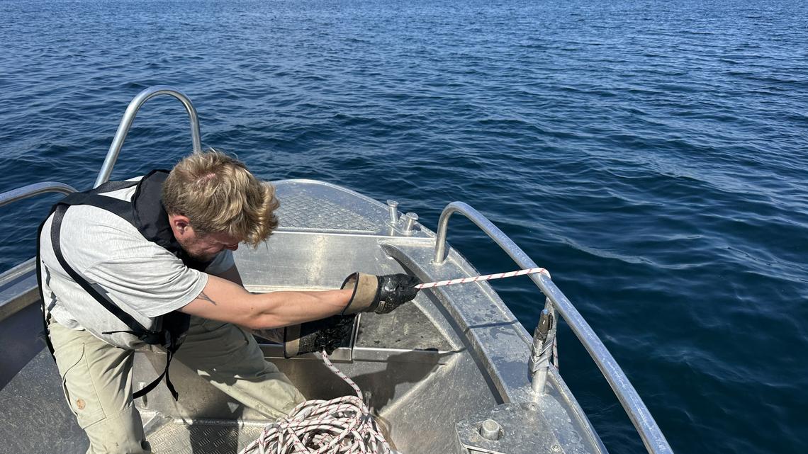 These Salmon Got High on Cocaine. That Wasn't the Craziest Part.