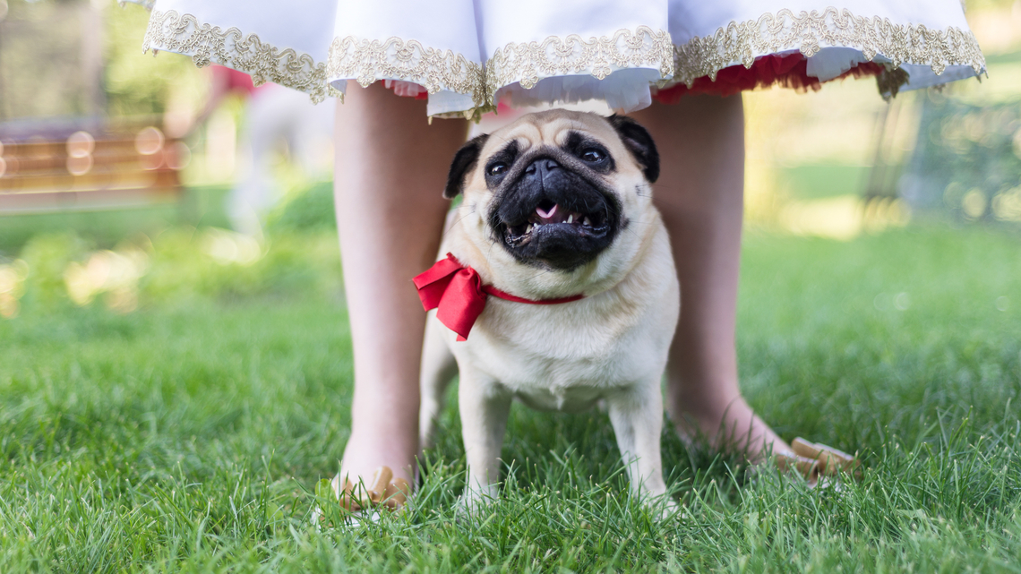 Tips for including your dog in your wedding