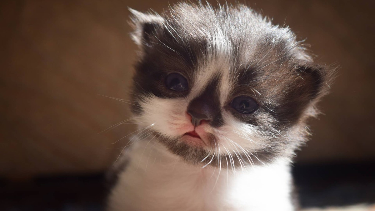 A kitten with dwarfism hides near a houseplant. 