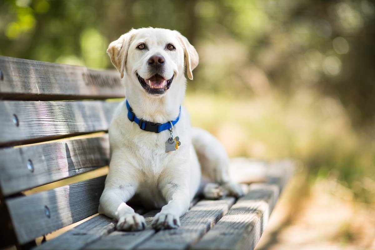 A top-rated companion breed among dog owners in the U.S.