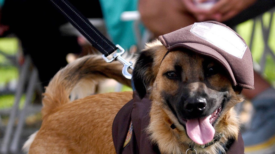 Girl Scouts Are Now Selling Cookies for Dogs-Here's What You Need to Know About the New Patch Pals Treats 