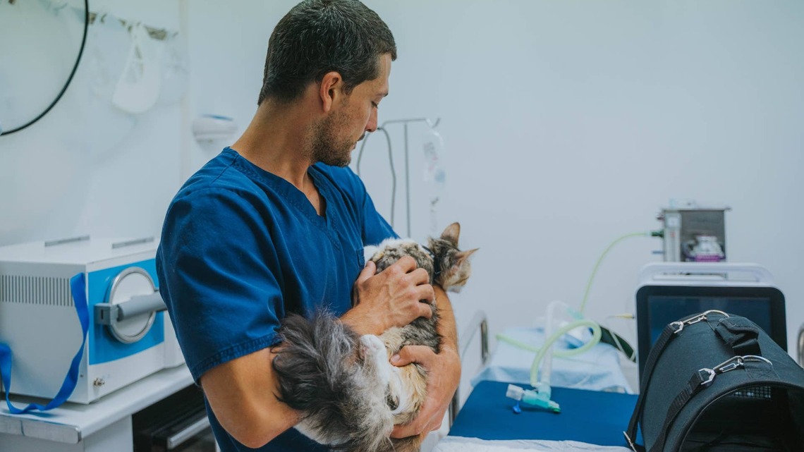 This Cat Is Feeling Very Suspicious About the Vet, and We Can't Blame Her 
