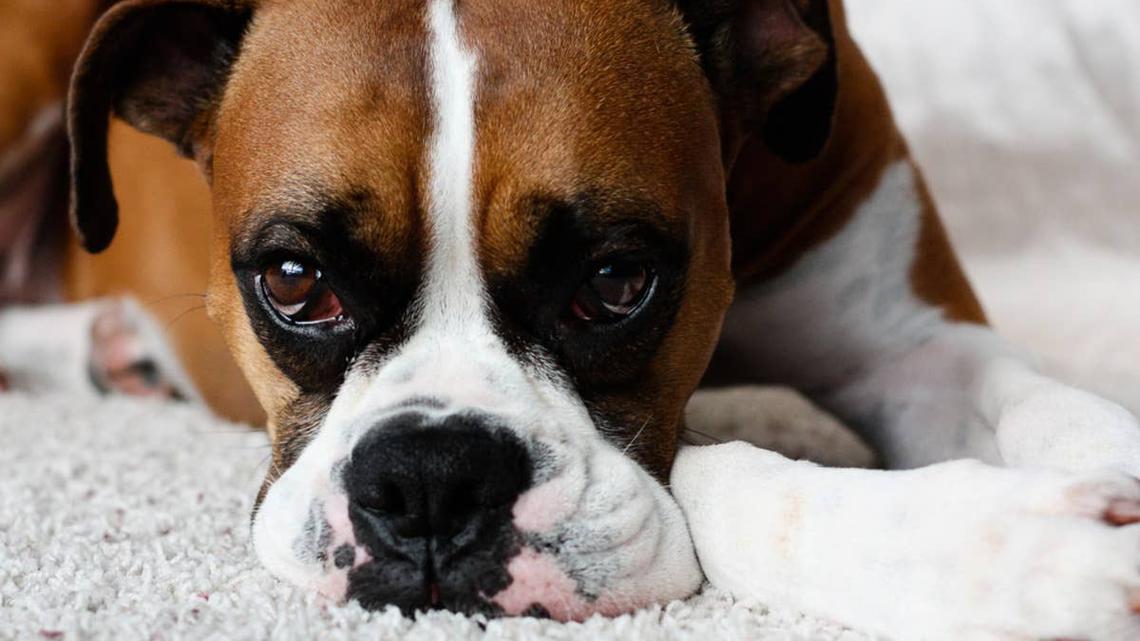 Sad looking Boxer lying on white carpet staring at camera. 