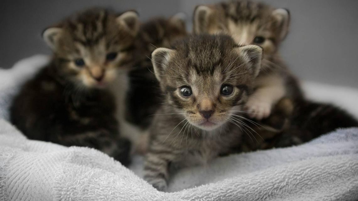 Newborn Kittens Light Up the Second Their Mom Returns to Them 