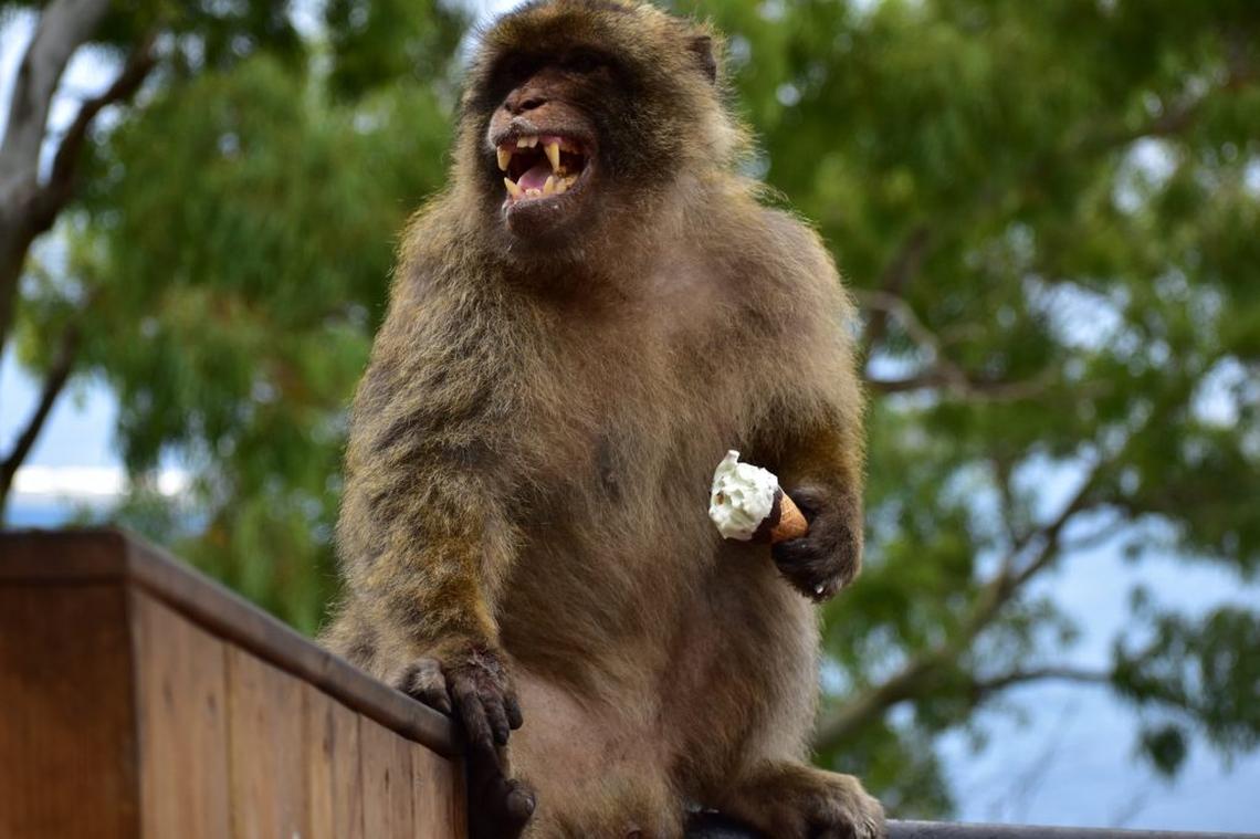  A Gibraltar macaque eating food from tourists. (Martin Nicourt via SWNS) 