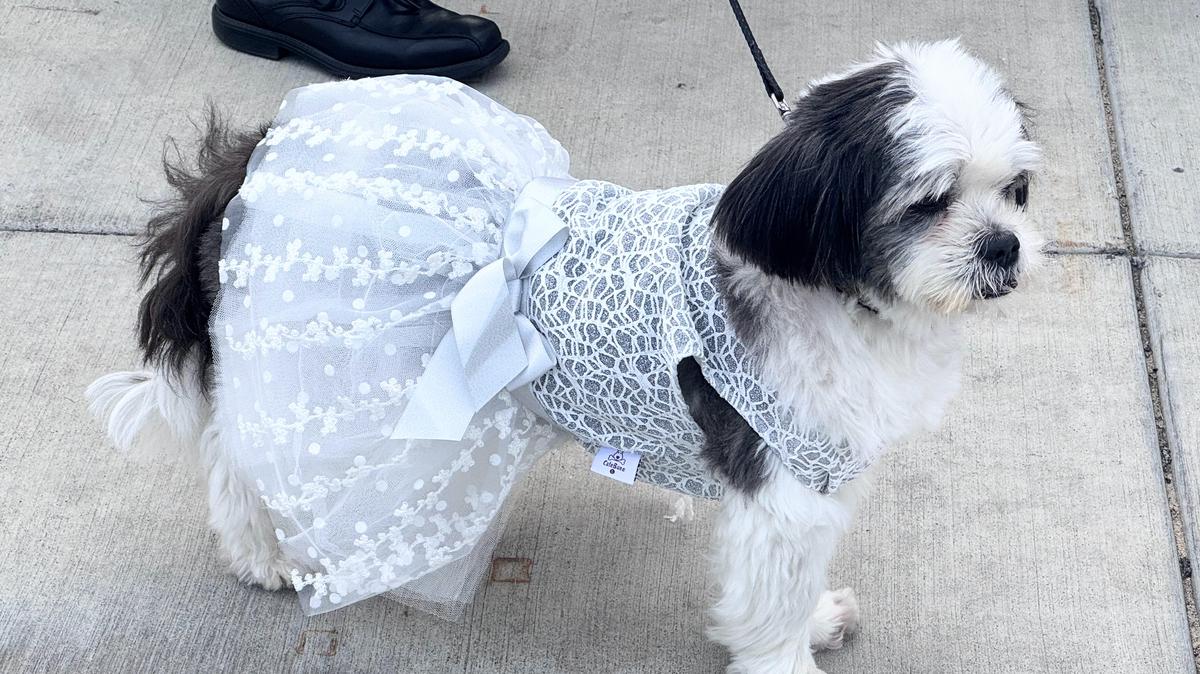 A dog in a white dress was one of the canine guests at Humane Society Silicon Valley's Fur Ball, held at PayPal Park in San Jose on Saturday, May 2, 2026. (Sal Pizarro/Bay Area News Group)