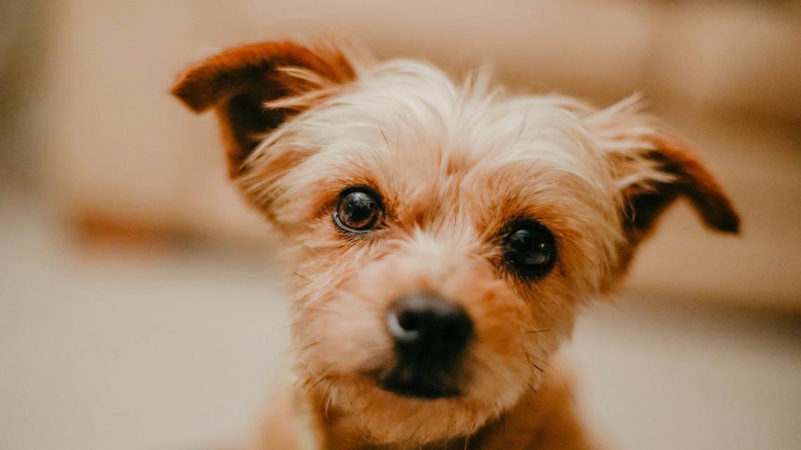 Foster Dog Sweetly Apologizes for 'Causing a Ruckus' While Left Alone for 20 Minutes 