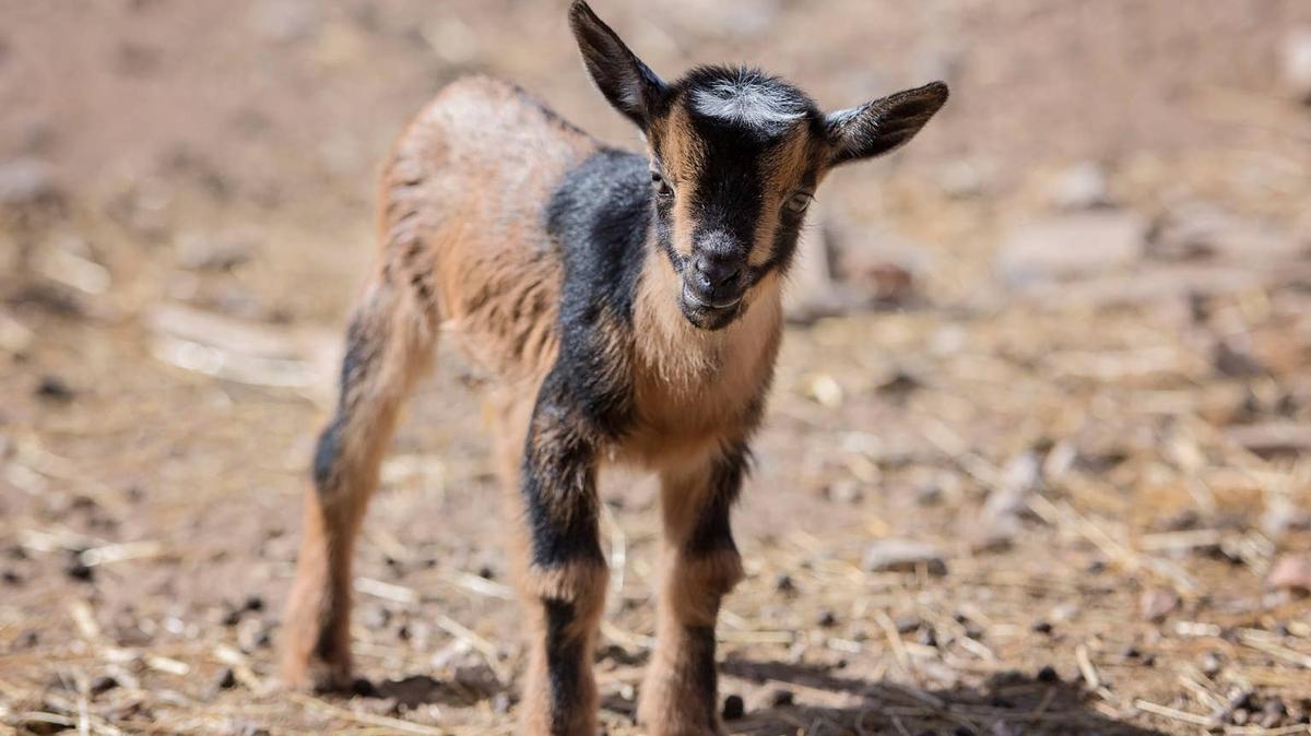 baby goat. 