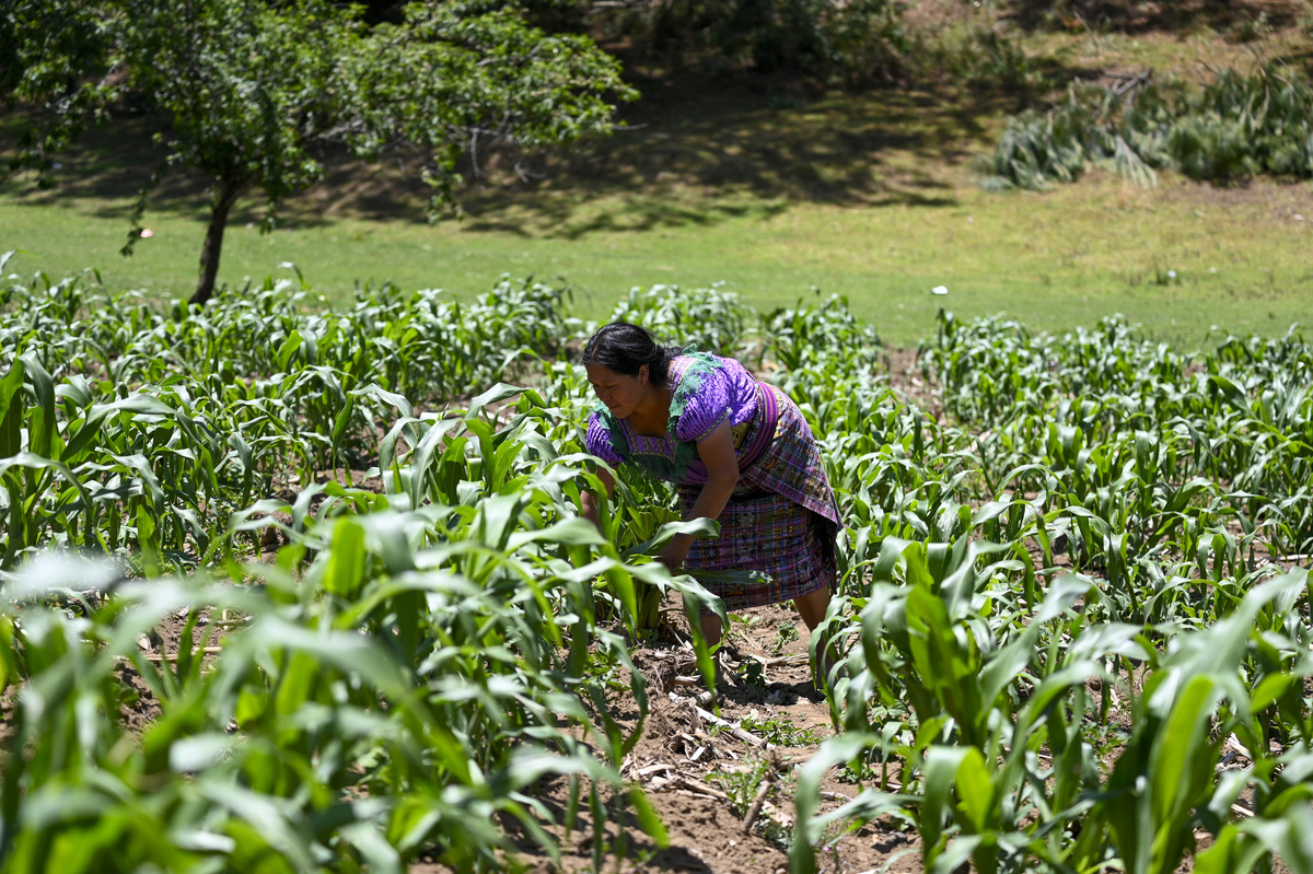  Cecilia Pasa, 38, works on her drought-affected corn plantation in the Xetzac community of Cunen, Guatemala, May 27, 2026. 