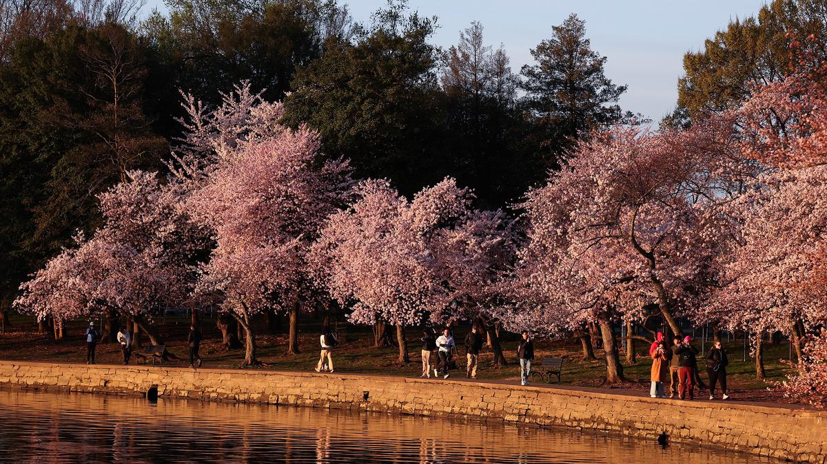Cherry blossoms bloom along the Tidal Basin on March 24, 2026, in Washington, D.C. According to the National Park Service, the cherry blossoms are expected to reach peak bloom within the next few days. (Kevin Dietsch/Getty Images/TNS)