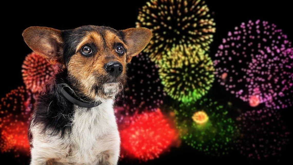 A Canine Cognitive Scientist Says Most Parents Are Comforting Their Dogs Wrong During Fireworks 