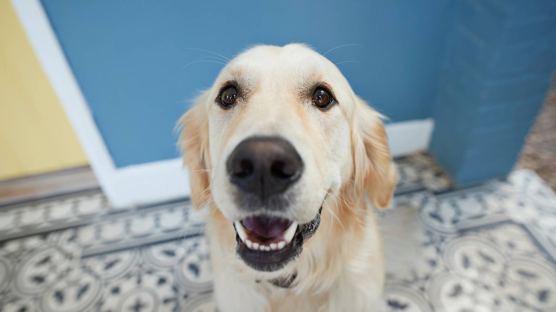 Devoted Golden Retriever Telling Everyone Goodnight Before Bed Is the Goodest Boy 