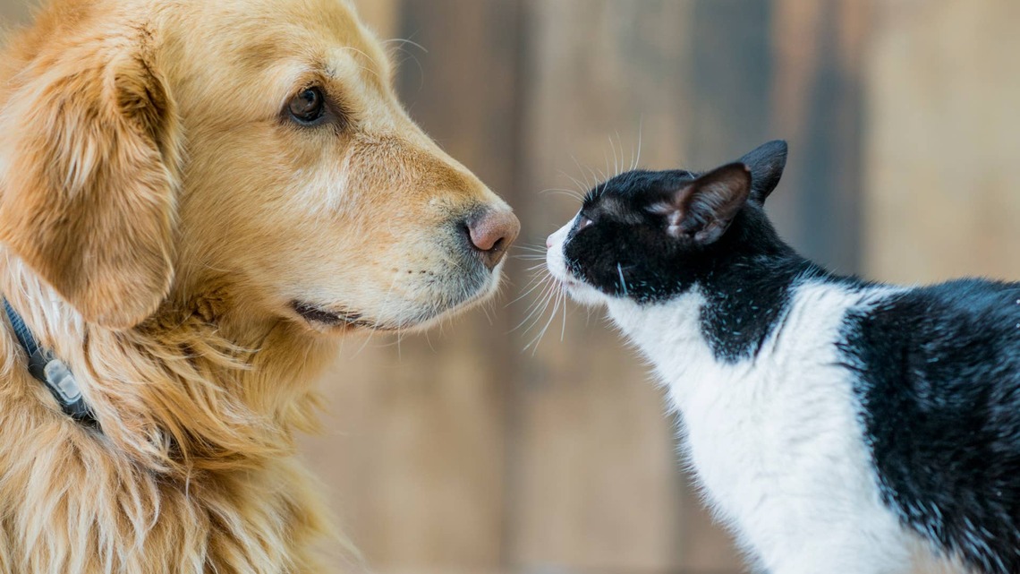 Golden Retriever Reunites With His Two Cat Siblings After 2 Years Apart, and It's So Sweet 