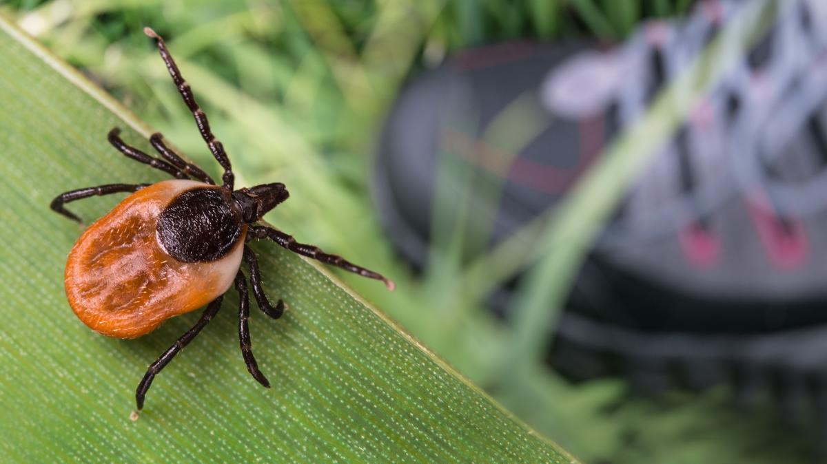 A Ixodes Scapularis, or more commonly called a deer tick, or a blacklegged tick, that carries Lyme Disease. (Dreamstime/TNS)