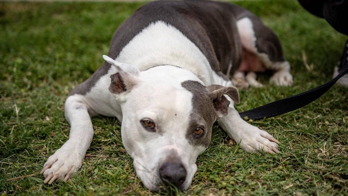 Gray and white Pit Bull lying in grass. 