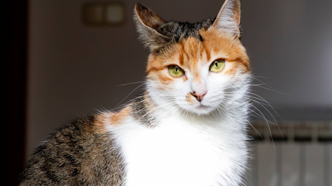 Calico Cat's Silent Meow Has the Internet Falling in Love