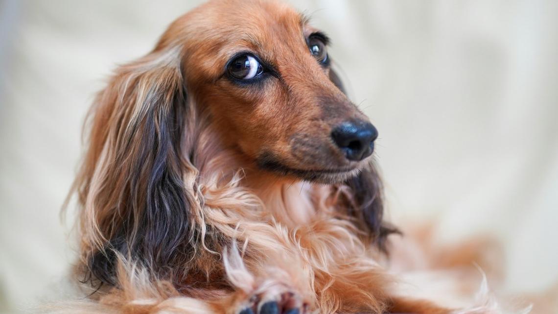 Irony Alert: Emotional Support Dachshund Has Anxiety 