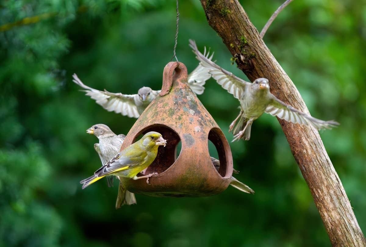  Backyard birds can be surprisingly picky about where they spend their time.