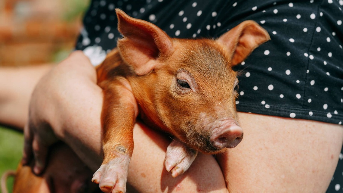 Tiny Pig Cuddled up to Dad When He Was Sick Just Like an Affectionate Dog, and People Are Falling in Love 