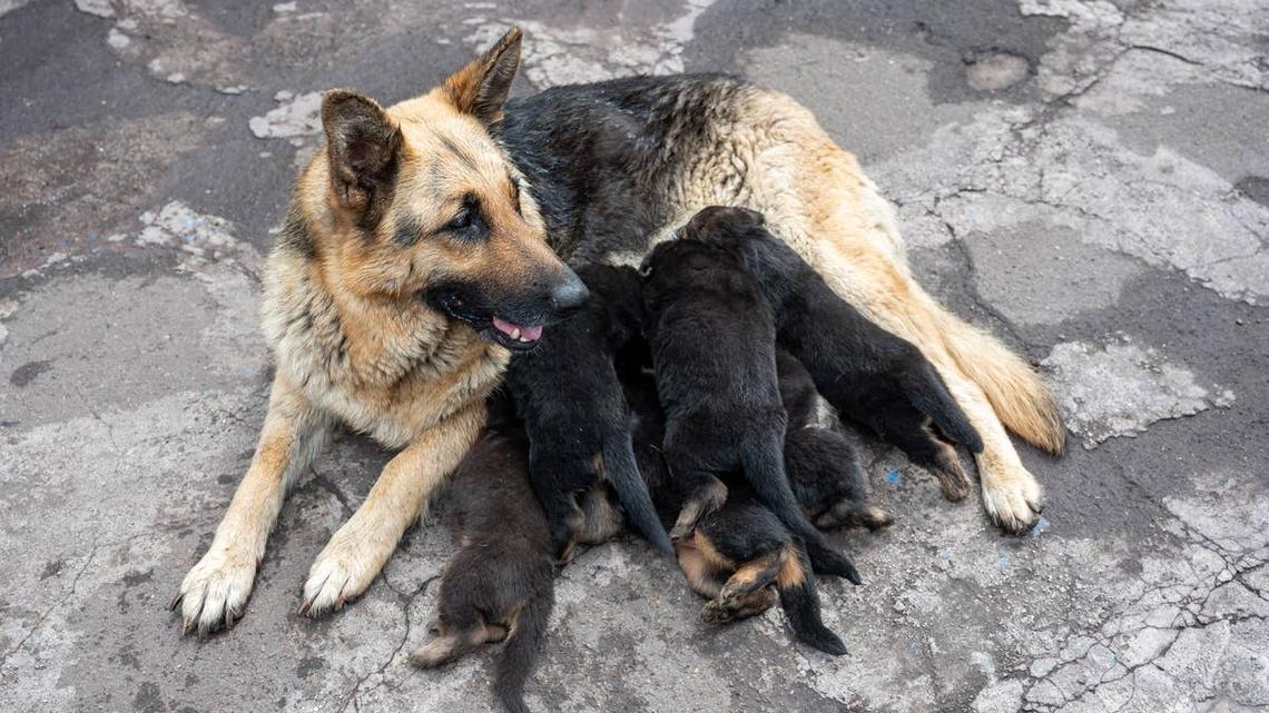 Update on Pregnant German Shepherd Mix Saved From Euthanasia Will Have You Crying Happy Tears 