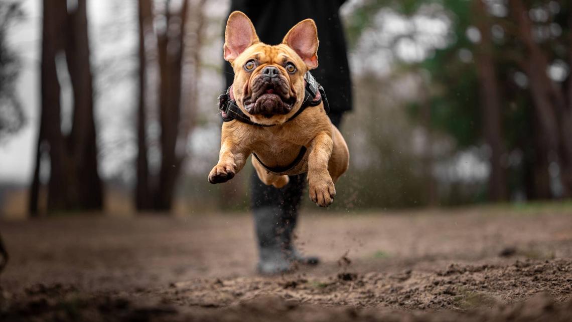 French Bulldog Assumes 'The Stance'-and Every Frenchie Parent Knows Exactly What's Coming 