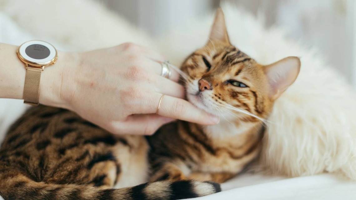 Why Does My Cat Bite Me When I Pet Her? It Might Be Your Fault 