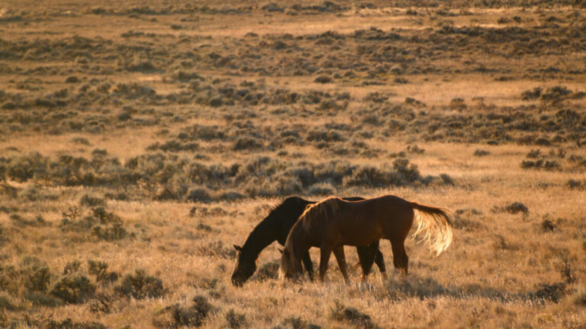 The Ultimate Fall Bucket List for Cody, Wyoming (Ghosts Included)