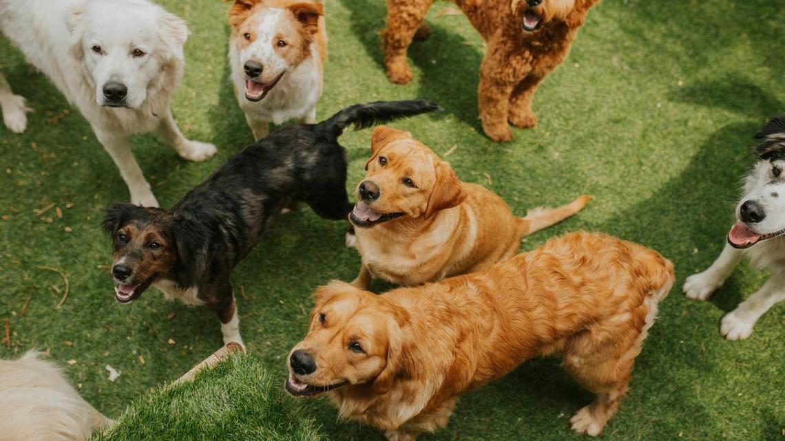 Doggy Day Care Claps Everyone in and the Pups' Responses Are Too Pure 