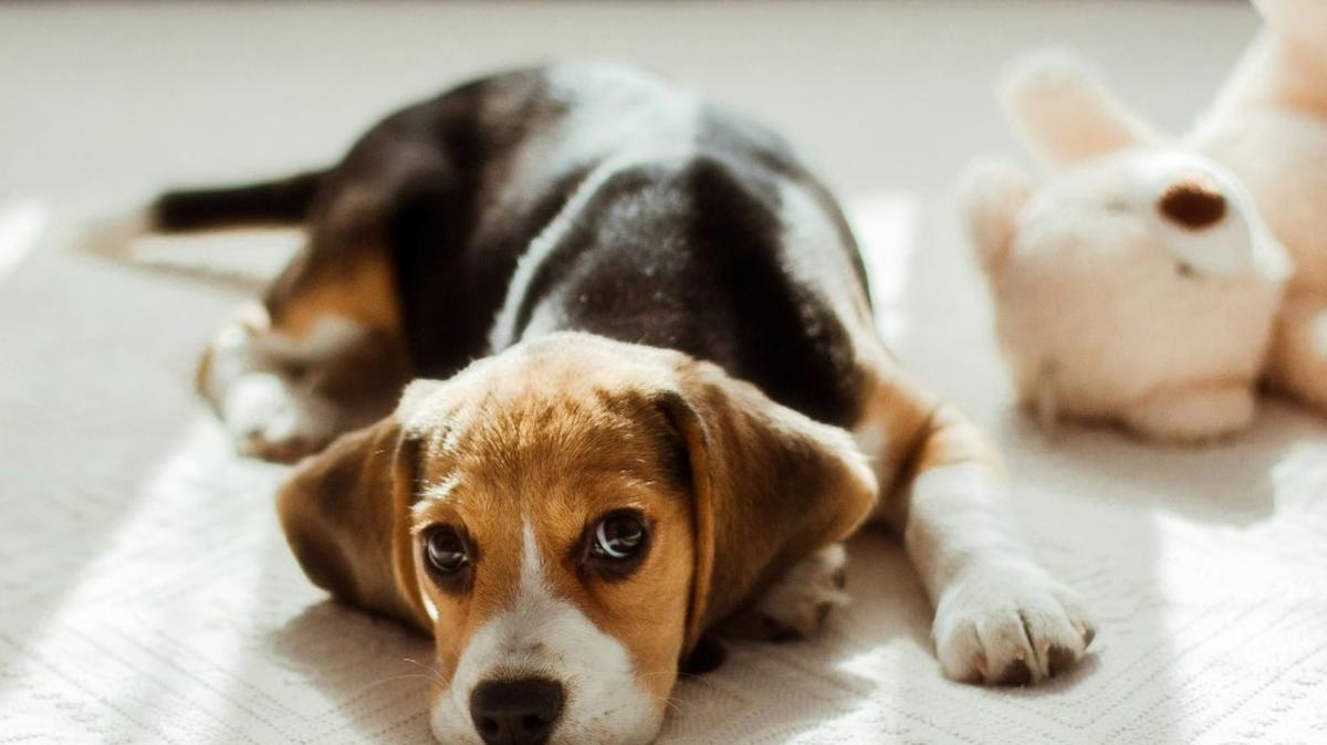 Beagle puppy.