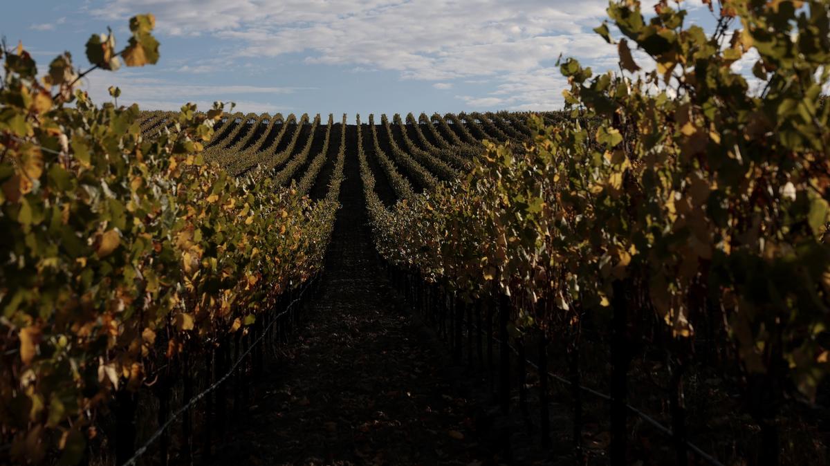 NAPA, CALIFORNIA - OCTOBER 13: A view of a vineyard at Cuvaison Winery on October 13, 2025 in Napa, California. Winegrowers in Napa and Sonoma are continuing to harvest grapes as demand for wine is in steep decline and alcohol consumption is at a 90-year low. California winemakers experienced their lightest harvest in 2024 with a 23% decrease from 2023, and expect to leave more than 100,000 tons of grapes on the vines to rot this season as growers struggle to find buyers for their grapes. (Photo by Justin Sullivan/Getty Images)