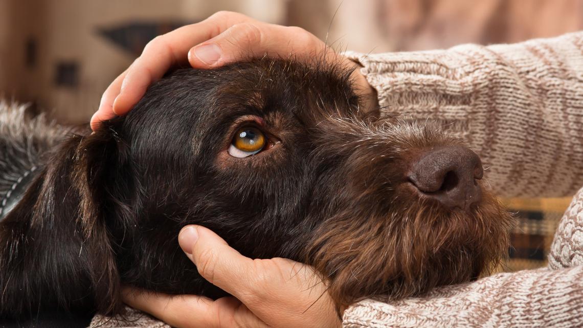 1st case of mystery dog respiratory illness confirmed in Washington state