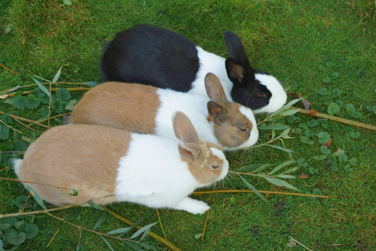  Three beginner-friendly pet Dutch rabbits eating.