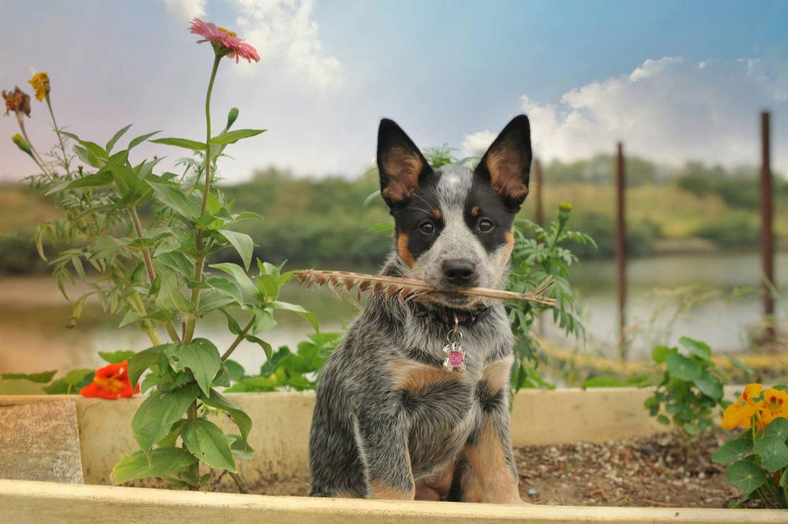  An Australian Cattle Dog puppy holding a feather in its mouth. 