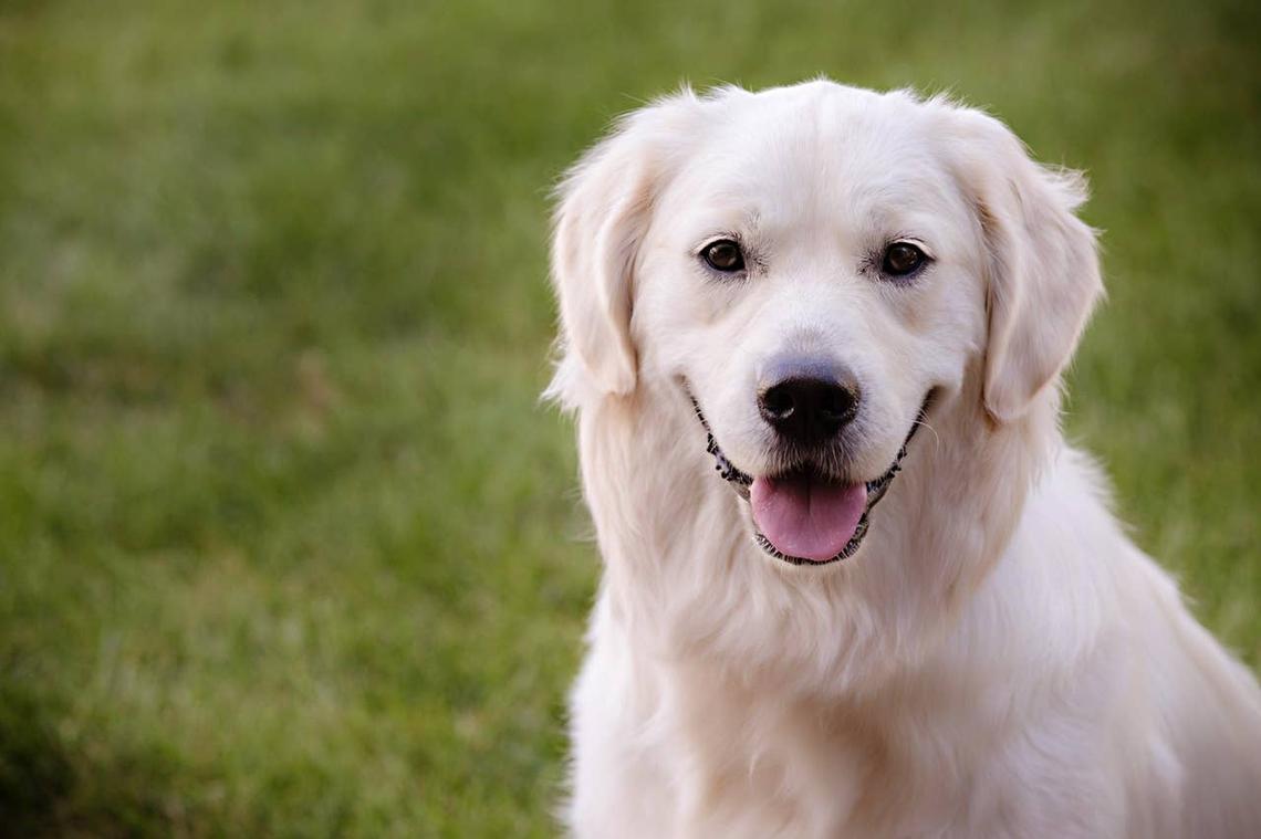  A smiling Golden Retriever in a yard with an adorable face. 