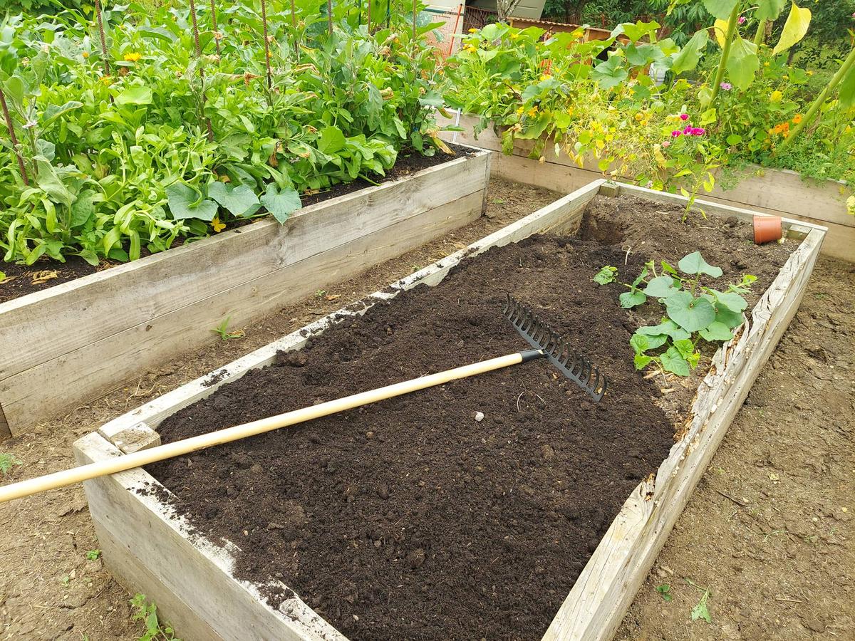  preparing a wooden bed for growing in the backyard garden. rake preparing the soil for planting seeds at home.