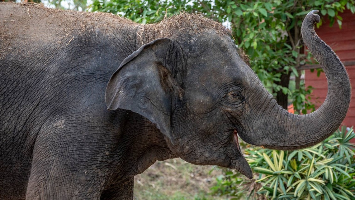 Mischievous Elephant Looks Like She's Smiling After Stealing Her Caretaker's Hat 